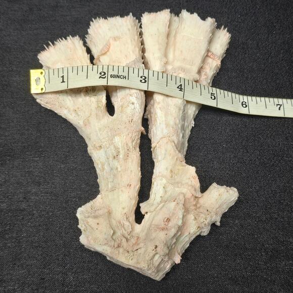 Pink Ocean Coral Reef Pilar Pavona Cactus Natural Ocean Treasure Home Decor - Picture 16 of 16